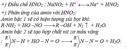 AMIN – AMINO AXIT - PROTEIN4.png