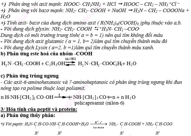 AMIN – AMINO AXIT - PROTEIN5.png