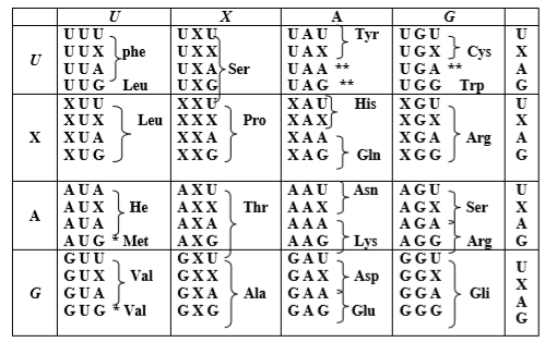 Gen - mã di truyền và quá trình tự nhân đôi ADN (3).png