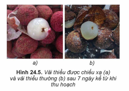 Ứng dụng của phóng xạ trong công nghệ sinh học và bảo quản thực phẩm.PNG